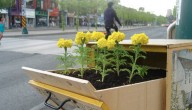 guerilla_gardening